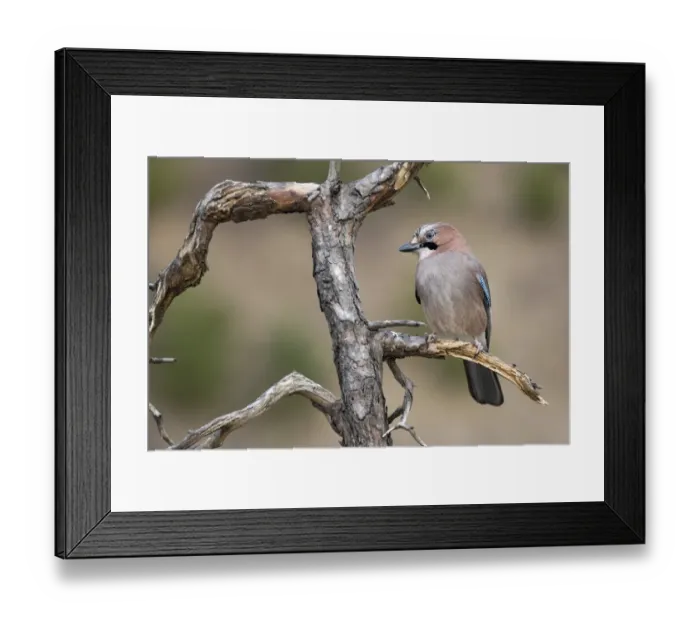 Framed Print : Eichelha?her -Garrulus glandarius-, Tyrol, Austria Framed Print : Eichelha?her -Garrulus glandarius-, Tyrol, Austria