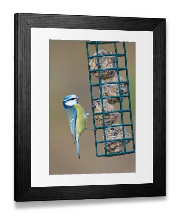 Framed Print : Blue Tit -Parus caeruleus-, perched on a feeder in winter, Tyrol, Austria Framed Print : Blue Tit -Parus caeruleus-, perched on a feeder in winter, Tyrol, Austria