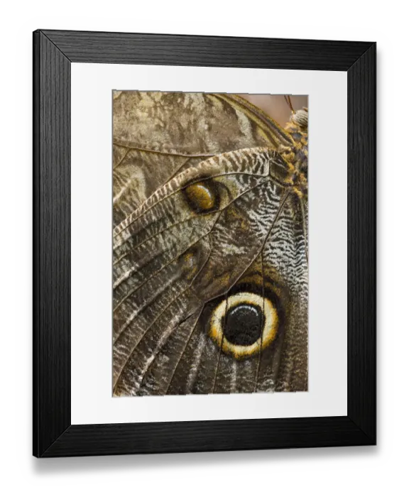 Framed Print : Yellow-edged Giant Owl -Caligo atreus-, butterfly house, Forgaria nel Friuli, Udine province, Italy Framed Print : Yellow-edged Giant Owl -Caligo atreus-, butterfly house, Forgaria nel Friuli, Udine province, Italy