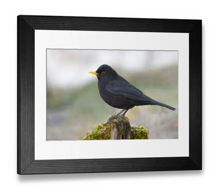 Framed Print : Blackbird -Turdus merula-, male, Tyrol, Austria Framed Print : Blackbird -Turdus merula-, male, Tyrol, Austria