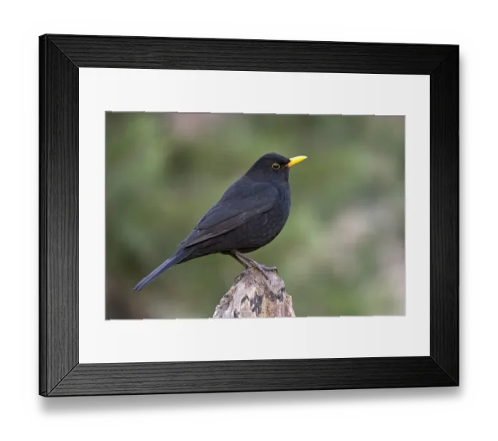 Framed Print : Blackbird -Turdus merula-, male, Tyrol, Austria Framed Print : Blackbird -Turdus merula-, male, Tyrol, Austria