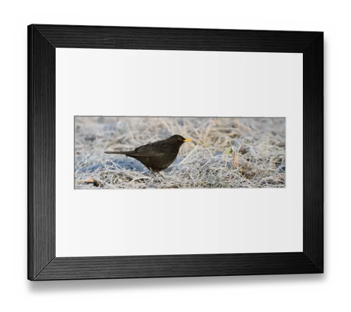 Framed Print : Blackbird -Turdus merula-, male, Tyrol, Austria Framed Print : Blackbird -Turdus merula-, male, Tyrol, Austria