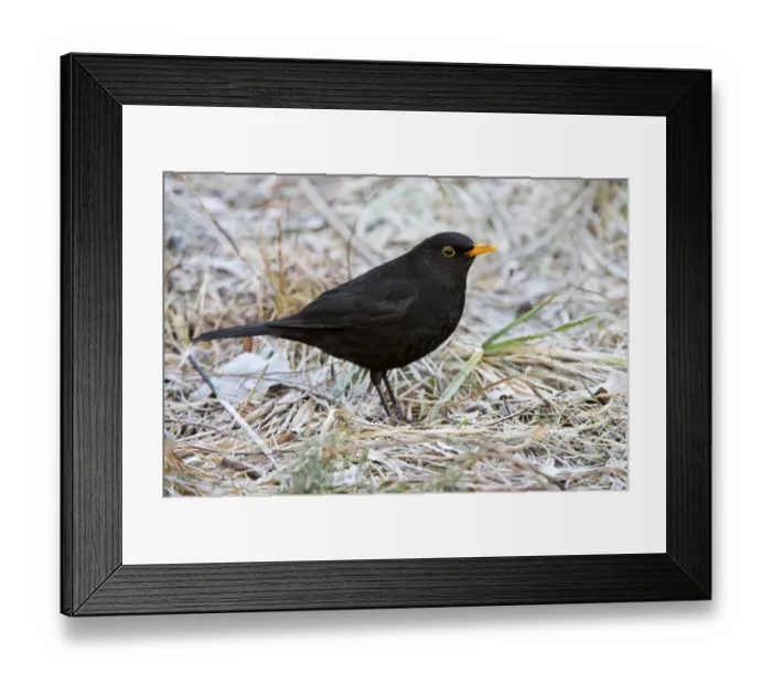 Framed Print : Blackbird -Turdus merula-, male, Tyrol, Austria Framed Print : Blackbird -Turdus merula-, male, Tyrol, Austria