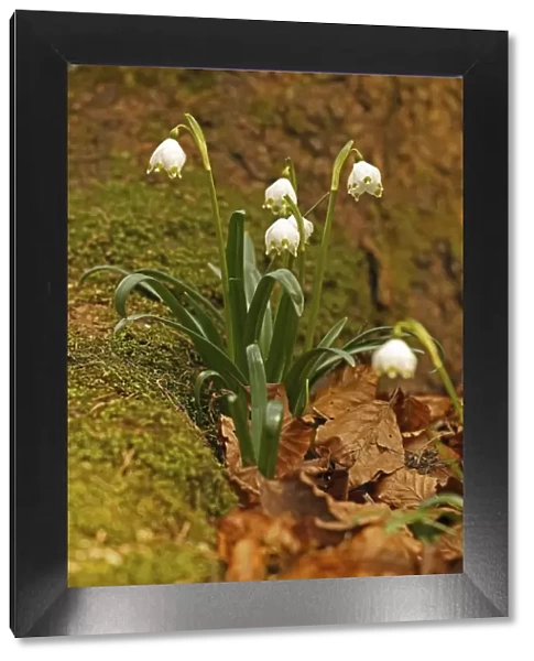 Spring Snowflake -Leucojum vernum-, Bavaria, Germany