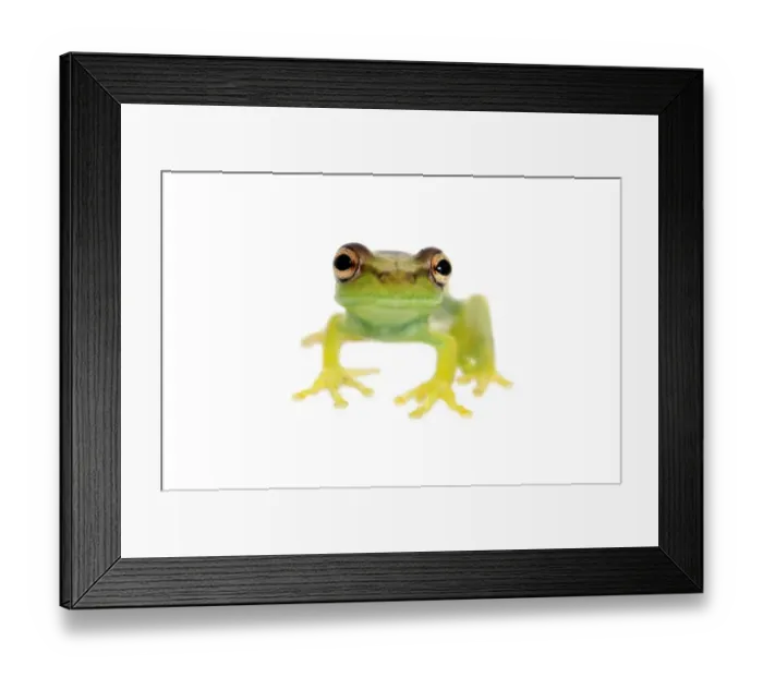 Framed Print : Young Orinoco Lime Tree Frog -Sphaenorhynchus lacteus-, Tambopata Nature Reserve, Madre de Dios Region, Peru