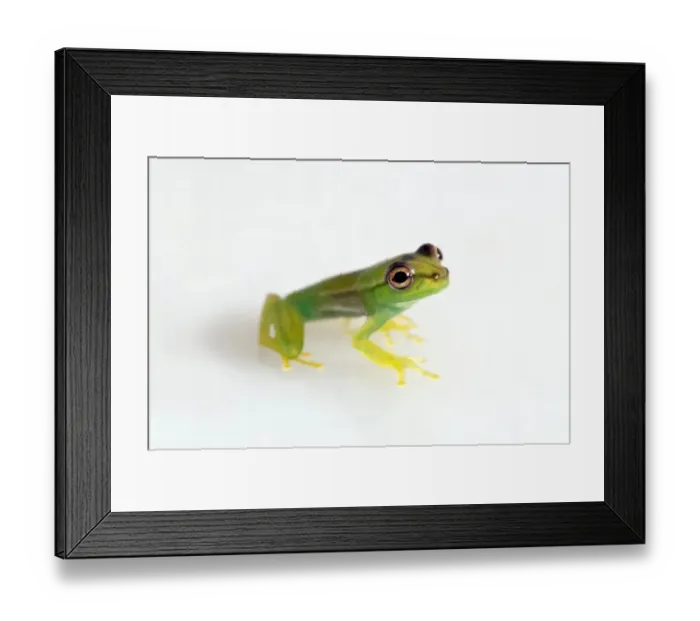 Framed Print : Young Orinoco Lime Tree Frog -Sphaenorhynchus lacteus-, Tambopata Nature Reserve, Madre de Dios Region, Peru Framed Print : Young Orinoco Lime Tree Frog -Sphaenorhynchus lacteus-, Tambopata Nature Reserve, Madre de Dios Region, Peru