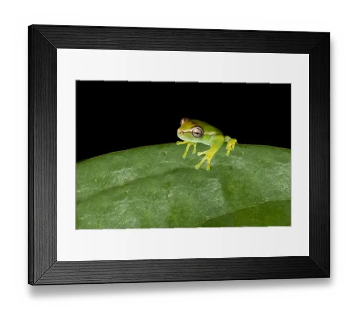 Framed Print : Young Orinoco Lime Tree Frog -Sphaenorhynchus lacteus- sitting on a leaf, Tambopata Nature Reserve, Madre de Dios Region, Peru Framed Print : Young Orinoco Lime Tree Frog -Sphaenorhynchus lacteus- sitting on a leaf, Tambopata Nature Reserve, Madre de Dios Region, Peru