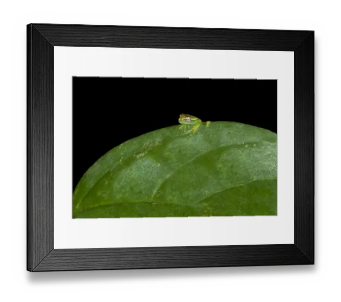 Framed Print : Young Orinoco Lime Tree Frog -Sphaenorhynchus lacteus- sitting on a leaf, Tambopata Nature Reserve, Madre de Dios Region, Peru Framed Print : Young Orinoco Lime Tree Frog -Sphaenorhynchus lacteus- sitting on a leaf, Tambopata Nature Reserve, Madre de Dios Region, Peru