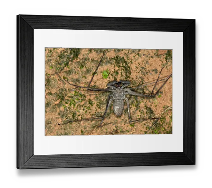 Framed Print : Whip spider -Heterophrynus elaphus-, Tambopata Nature Reserve, Madre de Dios Region, Peru