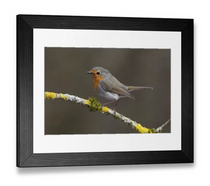 Framed Print : Robin -Erithacus rubecula- perched on a branch covered in lichen, Neunkirchen, Siegerland, North Rhine-Westphalia, Germany Framed Print : Robin -Erithacus rubecula- perched on a branch covered in lichen, Neunkirchen, Siegerland, North Rhine-Westphalia, Germany
