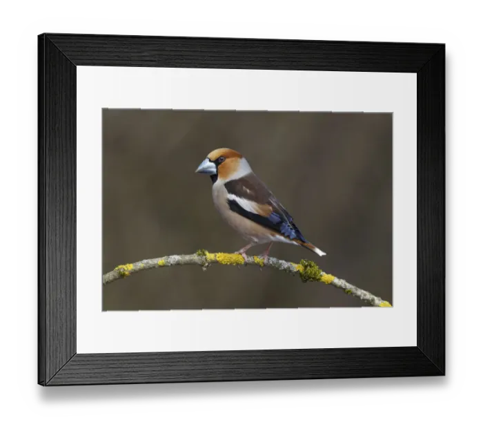 Framed Print : Hawfinch -Coccothraustes coccothraustes-, male, perched on a branch covered in lichen, Neunkirchen, Siegerland, North Rhine-Westphalia, Germany Framed Print : Hawfinch -Coccothraustes coccothraustes-, male, perched on a branch covered in lichen, Neunkirchen, Siegerland, North Rhine-Westphalia, Germany