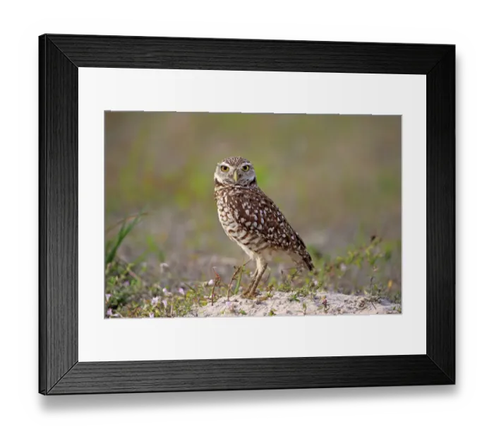 Framed Print : Burrowing Owl -Athene cunicularia- adult, Florida, USA Framed Print : Burrowing Owl -Athene cunicularia- adult, Florida, USA