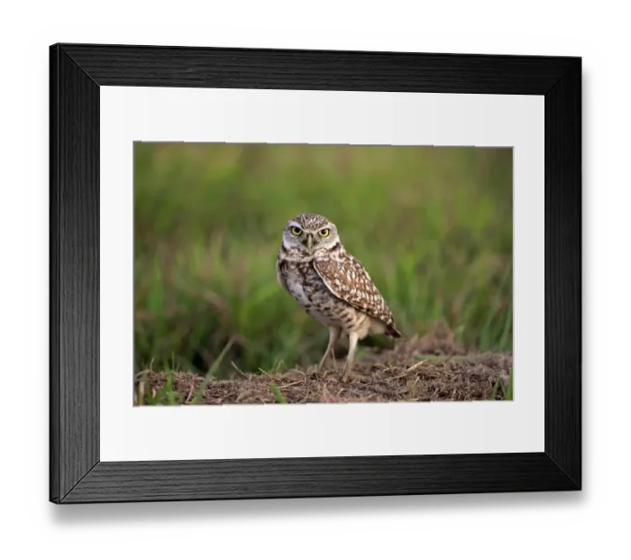 Framed Print : Burrowing Owl -Athene cunicularia- adult, at den, Florida, United States Framed Print : Burrowing Owl -Athene cunicularia- adult, at den, Florida, United States