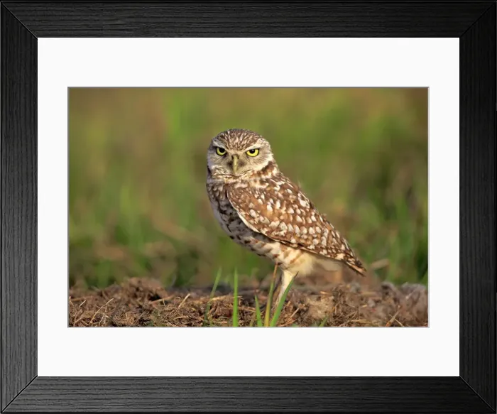 Framed Print : Burrowing Owl -Athene cunicularia- adult, at den, Florida, United States Framed Print : Burrowing Owl -Athene cunicularia- adult, at den, Florida, United States