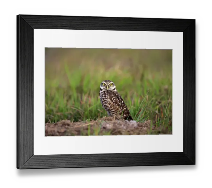 Framed Print : Burrowing Owl -Athene cunicularia- adult, at den, Florida, United States