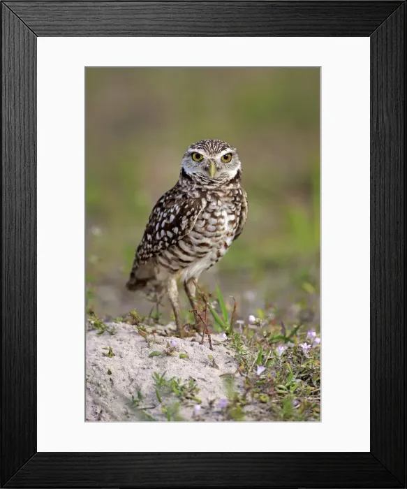 Framed Print : Burrowing Owl -Athene cunicularia- adult, Florida, USA Framed Print : Burrowing Owl -Athene cunicularia- adult, Florida, USA