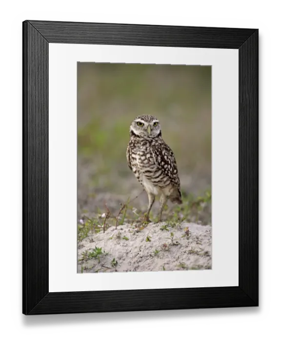 Framed Print : Burrowing Owl -Athene cunicularia- adult, Florida, USA Framed Print : Burrowing Owl -Athene cunicularia- adult, Florida, USA