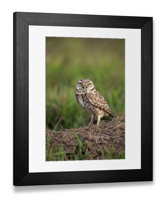Framed Print : Burrowing Owl -Athene cunicularia- adult, at den, Florida, United States Framed Print : Burrowing Owl -Athene cunicularia- adult, at den, Florida, United States