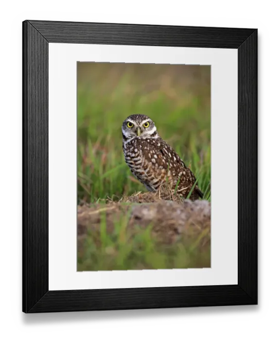 Framed Print : Burrowing Owl -Athene cunicularia- adult, at den, Florida, United States Framed Print : Burrowing Owl -Athene cunicularia- adult, at den, Florida, United States