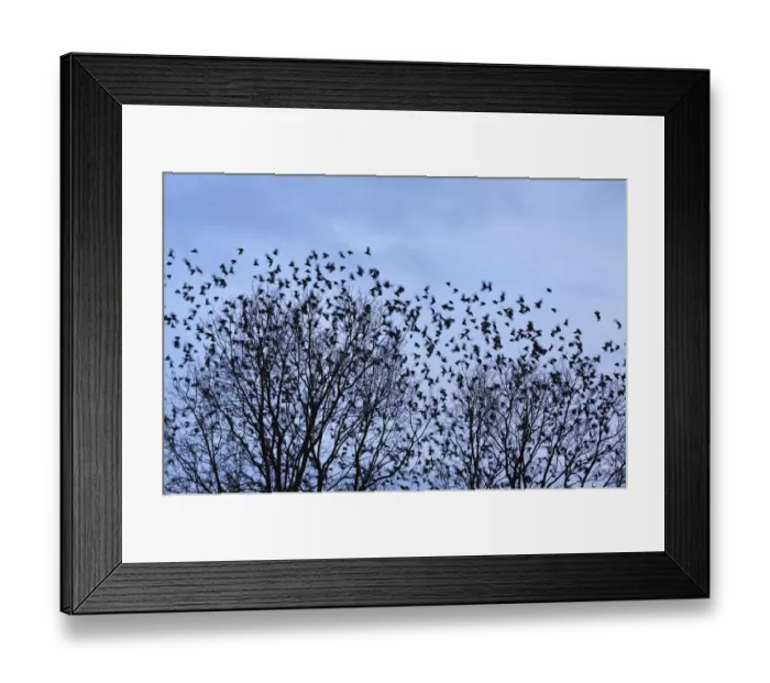 Framed Print : Starlings -Sturnus vulgaris-, flock, return of migratory birds in spring, Eckental, Middle Franconia, Bavaria, Germany Framed Print : Starlings -Sturnus vulgaris-, flock, return of migratory birds in spring, Eckental, Middle Franconia, Bavaria, Germany