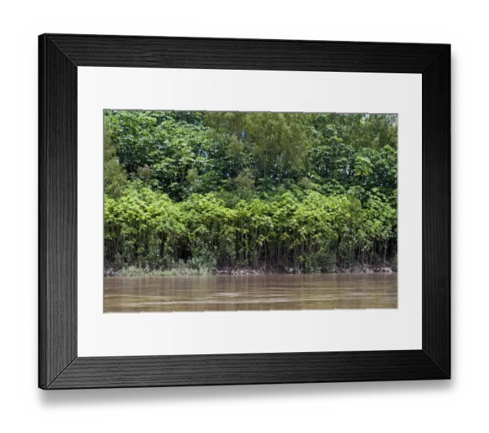 Framed Print : Successional forest on the banks of the Tambopata River, Tambopata Nature Reserve, Madre de Dios Region, Peru Framed Print : Successional forest on the banks of the Tambopata River, Tambopata Nature Reserve, Madre de Dios Region, Peru