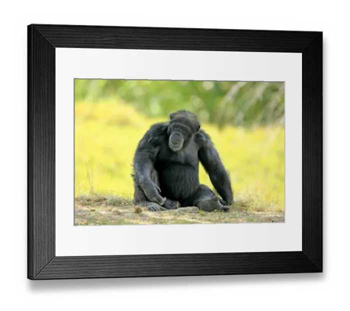 Framed Print : Chimpanzee -Pan troglodytes troglodytes-, male, captive, Miami, Florida, USA Framed Print : Chimpanzee -Pan troglodytes troglodytes-, male, captive, Miami, Florida, USA