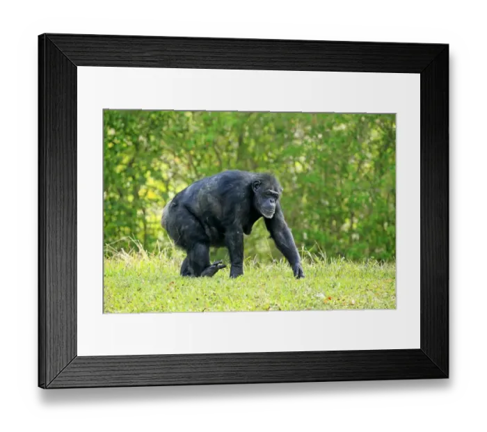 Framed Print : Chimpanzee -Pan troglodytes troglodytes-, adult, female, captive, Miami, Florida, USA Framed Print : Chimpanzee -Pan troglodytes troglodytes-, adult, female, captive, Miami, Florida, USA