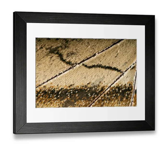 Framed Print : Scales of a butterflys wing of the Meander Prepona -Archaeoprepona meander-, underside of a wing, Tambopata, Peru Framed Print : Scales of a butterflys wing of the Meander Prepona -Archaeoprepona meander-, underside of a wing, Tambopata, Peru