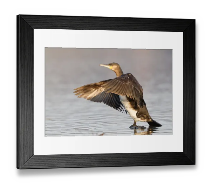 Framed Print : Great Cormorant or Great Black Cormorant -Phalacrocorax carbo- with outstretched wings, North Hesse, Hesse, Germany