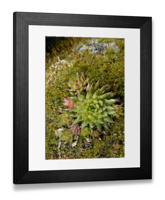 Framed Print : Limestone houseleek -Sempervivum calcareum-, amidst moss, Stuttgart, Baden-Wurttemberg, Germany Framed Print : Limestone houseleek -Sempervivum calcareum-, amidst moss, Stuttgart, Baden-Wurttemberg, Germany