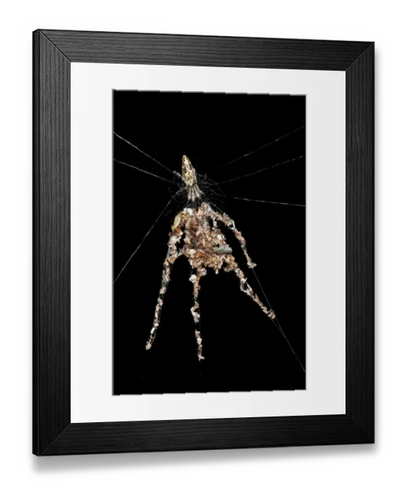 Framed Print : Orb-web Spider species -probably Cyclosa spec. -, building spider dummies with several legs from plant debris and dead insects to deflect from enemy attacks, Tambopata Nature Reserve, Madre de Dios Region, Peru Framed Print : Orb-web Spider species -probably Cyclosa spec. -, building spider dummies with several legs from plant debris and dead insects to deflect from enemy attacks, Tambopata Nature Reserve, Madre de Dios Region, Peru