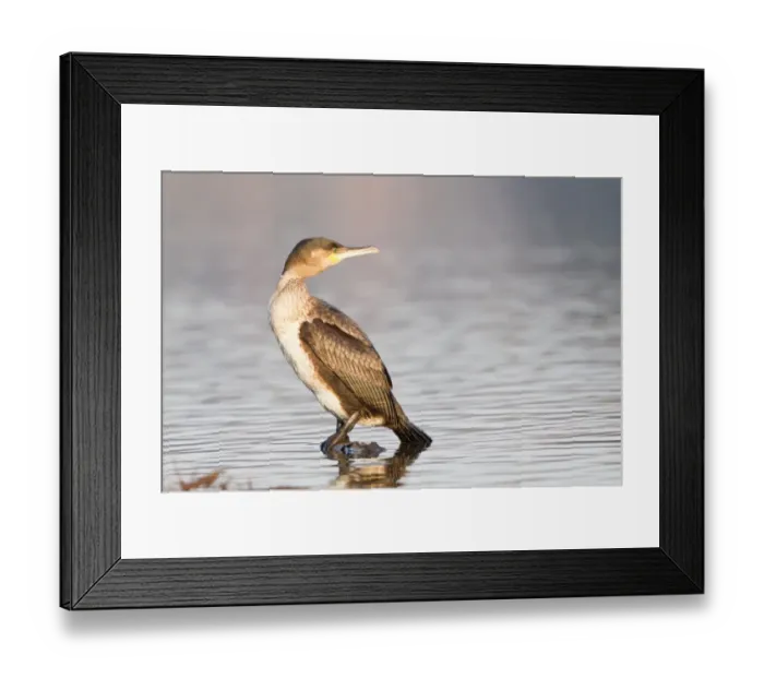 Framed Print : Great Cormorant -Phalacrocorax carbo- standing on a floating piece of wood in the water, North Hesse, Hesse, Germany Framed Print : Great Cormorant -Phalacrocorax carbo- standing on a floating piece of wood in the water, North Hesse, Hesse, Germany