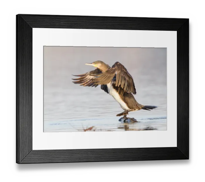 Framed Print : Great Cormorant -Phalacrocorax carbo- with its wings spread, North Hesse, Hesse, Germany Framed Print : Great Cormorant -Phalacrocorax carbo- with its wings spread, North Hesse, Hesse, Germany