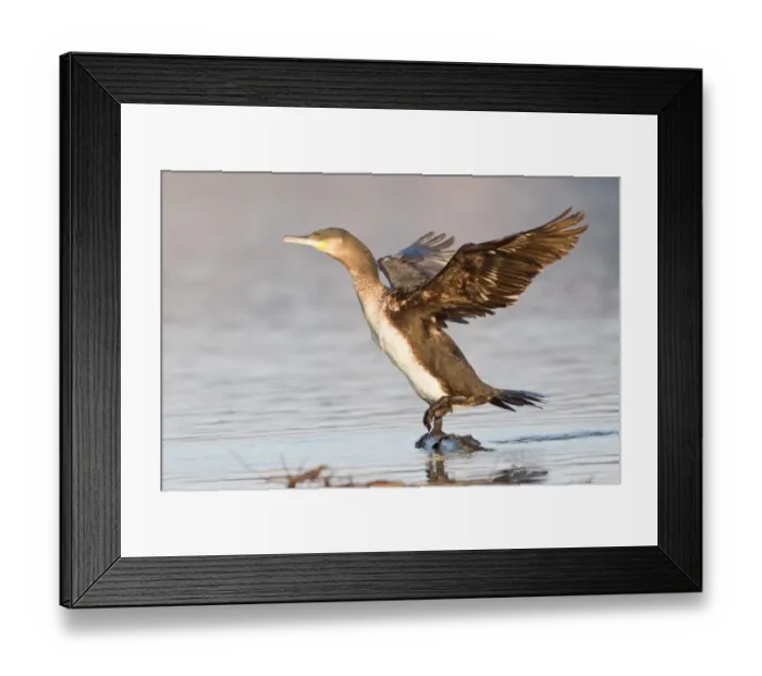 Framed Print : Great Cormorant -Phalacrocorax carbo- with its wings spread, North Hesse, Hesse, Germany