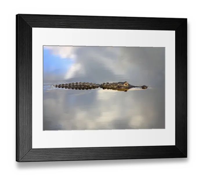 Framed Print : American Alligator -Alligator mississippiensis- in water, Wakodahatchee Wetlands, Delray Beach, Florida, United States Framed Print : American Alligator -Alligator mississippiensis- in water, Wakodahatchee Wetlands, Delray Beach, Florida, United States