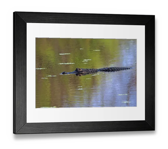 Framed Print : American Alligator -Alligator mississippiensis- in water, Wakodahatchee Wetlands, Delray Beach, Florida, United States Framed Print : American Alligator -Alligator mississippiensis- in water, Wakodahatchee Wetlands, Delray Beach, Florida, United States