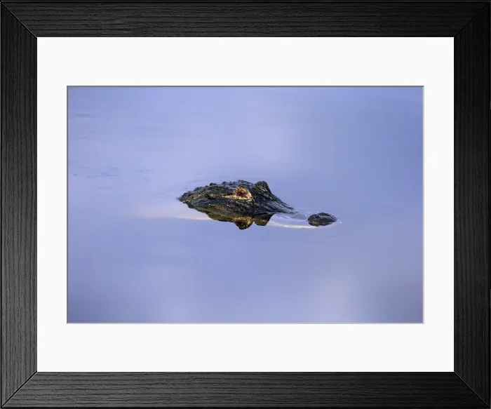 Framed Print : American Alligator -Alligator mississippiensis- in water, Wakodahatchee Wetlands, Delray Beach, Florida, United States Framed Print : American Alligator -Alligator mississippiensis- in water, Wakodahatchee Wetlands, Delray Beach, Florida, United States