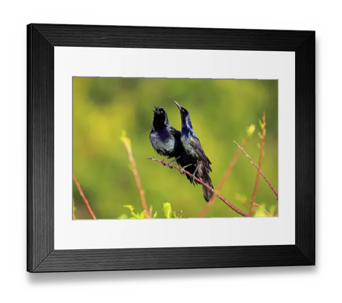 Framed Print : Two Boat-tailed Grackles -Quiscalus major-, males, calling, Wakodahatchee Wetlands, Delray Beach, Florida, USA Framed Print : Two Boat-tailed Grackles -Quiscalus major-, males, calling, Wakodahatchee Wetlands, Delray Beach, Florida, USA