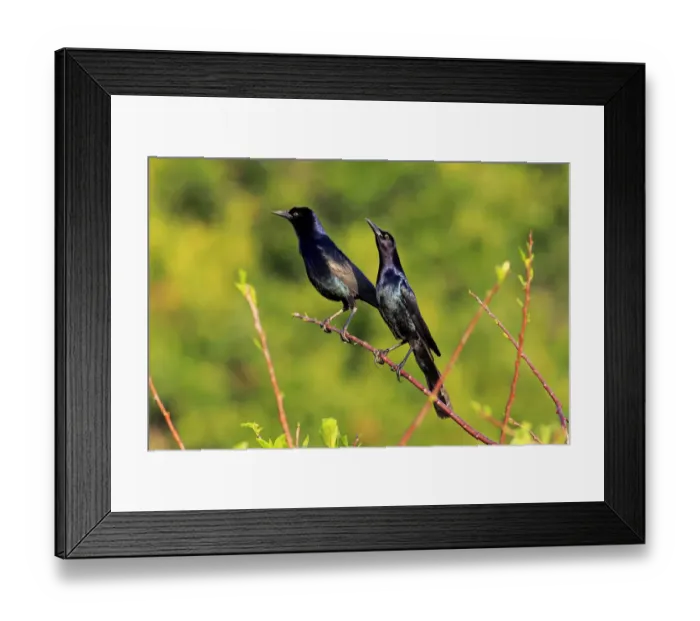 Framed Print : Two Boat-tailed Grackles -Quiscalus major-, males, Wakodahatchee Wetlands, Delray Beach, Florida, USA Framed Print : Two Boat-tailed Grackles -Quiscalus major-, males, Wakodahatchee Wetlands, Delray Beach, Florida, USA