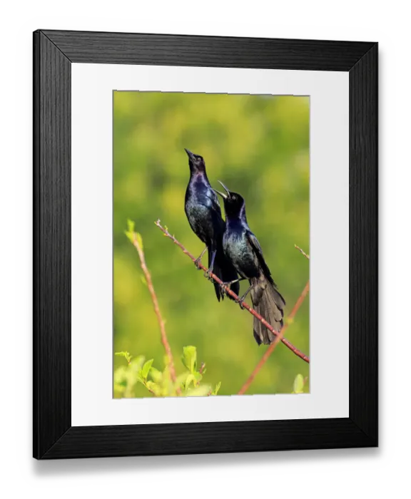 Framed Print : Two Boat-tailed Grackles -Quiscalus major-, males, calling, Wakodahatchee Wetlands, Delray Beach, Florida, USA Framed Print : Two Boat-tailed Grackles -Quiscalus major-, males, calling, Wakodahatchee Wetlands, Delray Beach, Florida, USA