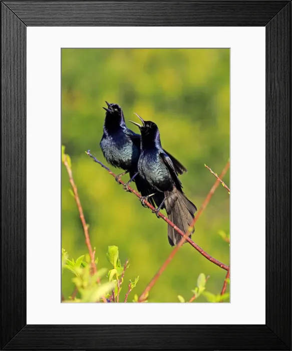 Framed Print : Two Boat-tailed Grackles -Quiscalus major-, males, calling, Wakodahatchee Wetlands, Delray Beach, Florida, USA Framed Print : Two Boat-tailed Grackles -Quiscalus major-, males, calling, Wakodahatchee Wetlands, Delray Beach, Florida, USA