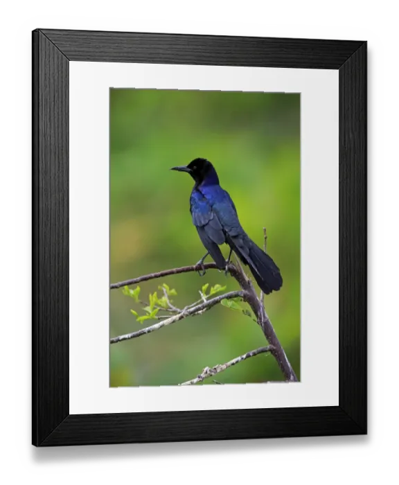 Framed Print : Boat-tailed Grackle -Quiscalus major-, male, Wakodahatchee Wetlands, Delray Beach, Florida, USA Framed Print : Boat-tailed Grackle -Quiscalus major-, male, Wakodahatchee Wetlands, Delray Beach, Florida, USA