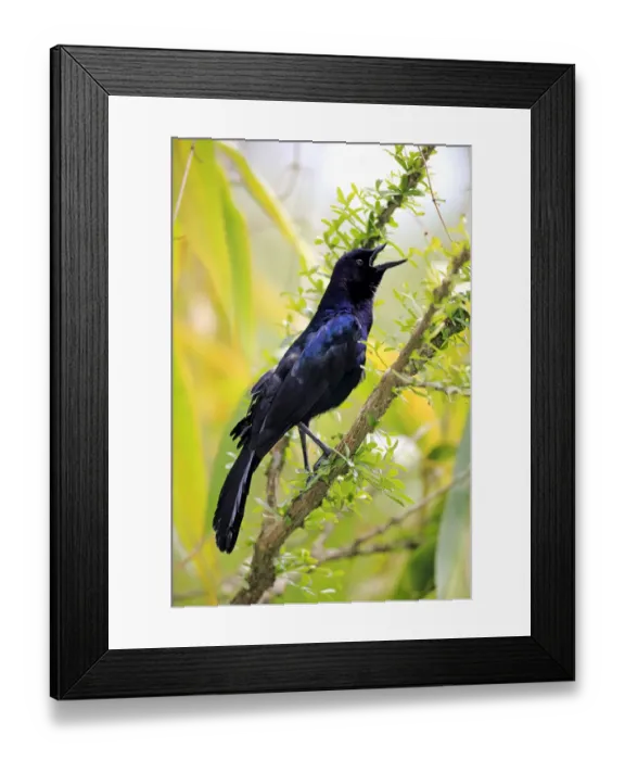 Framed Print : Boat-tailed Grackle -Quiscalus major-, male, calling, Wakodahatchee Wetlands, Delray Beach, Florida, USA