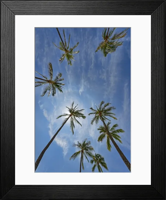 Framed Print : Palm trees, Hanauma Bay, Oahu, Hawaii, United States Framed Print : Palm trees, Hanauma Bay, Oahu, Hawaii, United States