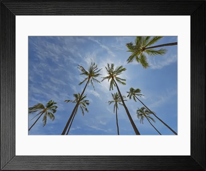 Framed Print : Palms, Hanauma Bay, Oahu, Hawaii, United States Framed Print : Palms, Hanauma Bay, Oahu, Hawaii, United States