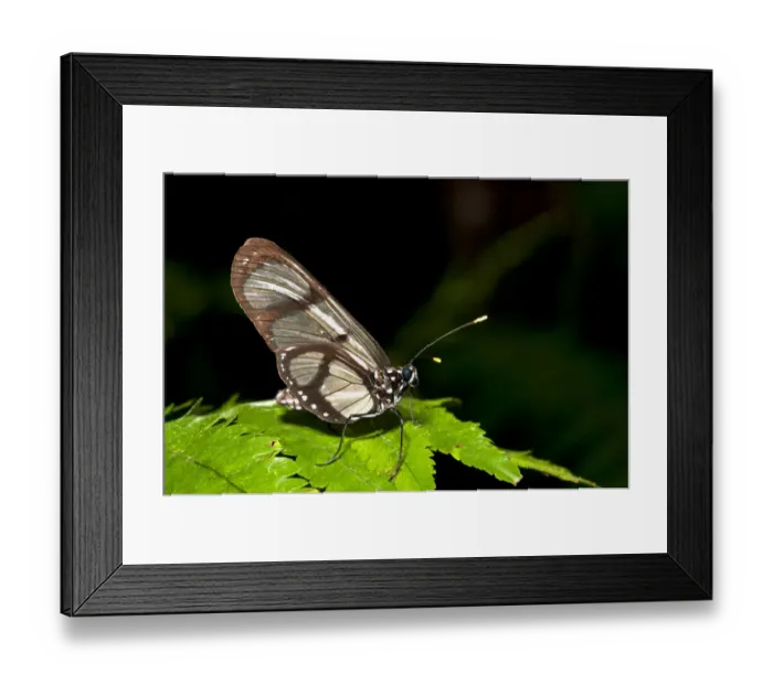 Framed Print : Giant Glaswing -Methona confusa- perched on leaf, Tambopata Nature Reserve, Madre de Dios, Madre de Dios Region, Peru Framed Print : Giant Glaswing -Methona confusa- perched on leaf, Tambopata Nature Reserve, Madre de Dios, Madre de Dios Region, Peru