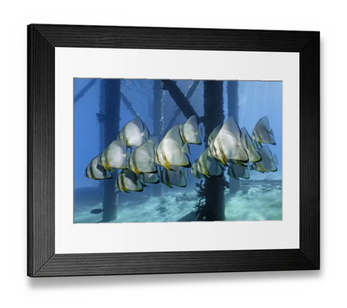 Framed Print : School of Teira Batfish -Platax teira- under jetty, Makadi Bay, Red Sea, Hurghada, Egypt Framed Print : School of Teira Batfish -Platax teira- under jetty, Makadi Bay, Red Sea, Hurghada, Egypt