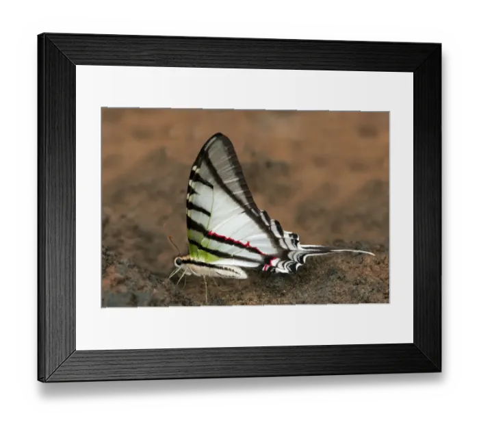 Framed Print : Swallowtail butterfly -Protesilaus glaucolaus-, Tambopata Nature Reserve, Madre de Dios, Madre de Dios Region, Peru Framed Print : Swallowtail butterfly -Protesilaus glaucolaus-, Tambopata Nature Reserve, Madre de Dios, Madre de Dios Region, Peru