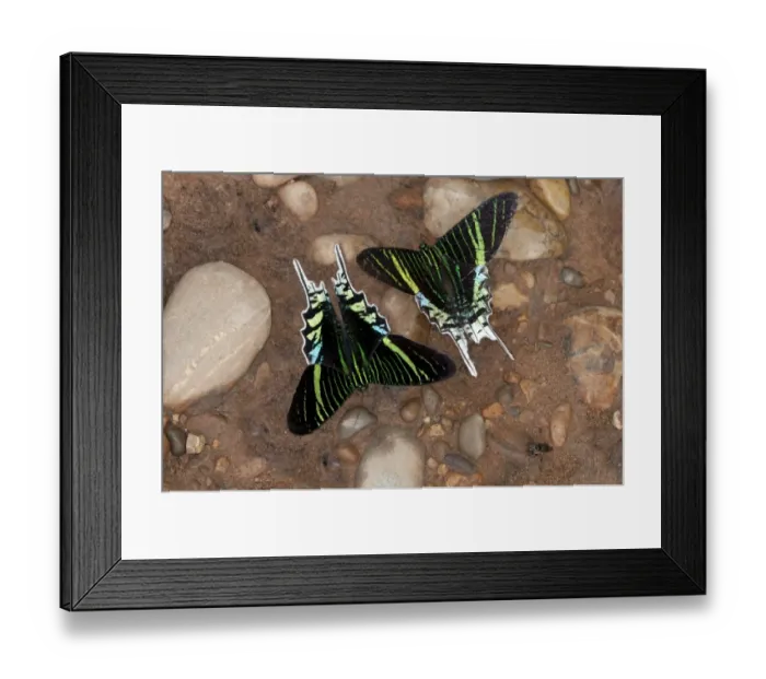 Framed Print : Green-banded Urania moths -Urania leilus- feeding on mineral-rich water, Tambopata Nature Reserve, Region Madre de Dios, Madre de Dios Region, Peru Framed Print : Green-banded Urania moths -Urania leilus- feeding on mineral-rich water, Tambopata Nature Reserve, Region Madre de Dios, Madre de Dios Region, Peru