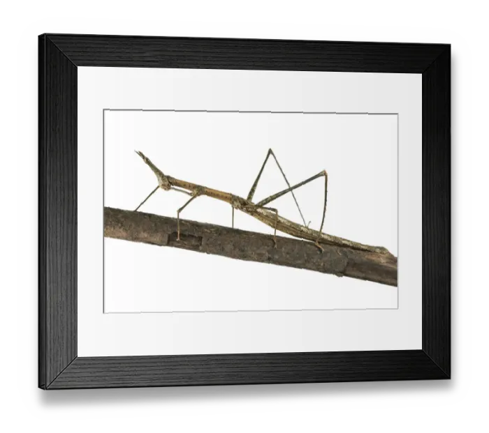 Framed Print : Horse Head Grasshopper -Pseudoproscopia latirostris-, Tambopata Nature Reserve, Madre de Dios Region, Peru Framed Print : Horse Head Grasshopper -Pseudoproscopia latirostris-, Tambopata Nature Reserve, Madre de Dios Region, Peru